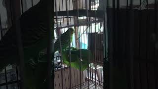 PERIQUITO AUSTRALIANO COMENDO ALMEIRAO