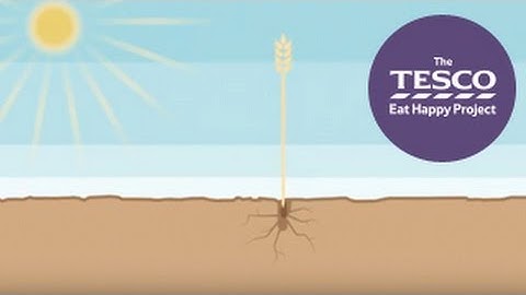See how oats get from farm to fork, ready for your warm, tasty bowl of porridge
