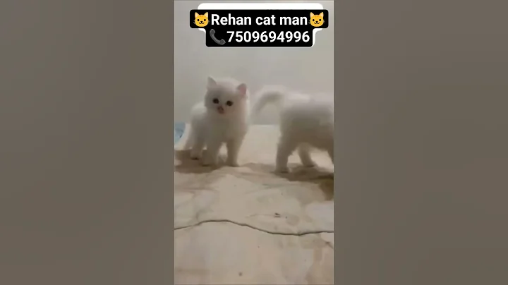 Video 11781261: adorable fluffy persian cat, cute fluffy persian cat, catlover