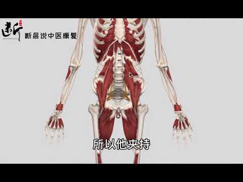 腰大肌的秘密（中）一块腰大肌，究竟“挟持”了多少条神经？