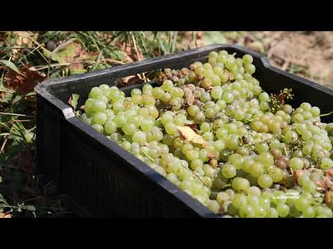 Video: Koje grožđe prvo sazrije?