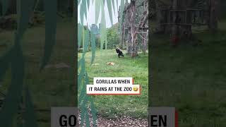 Gorilla Running For Shelter In Rain