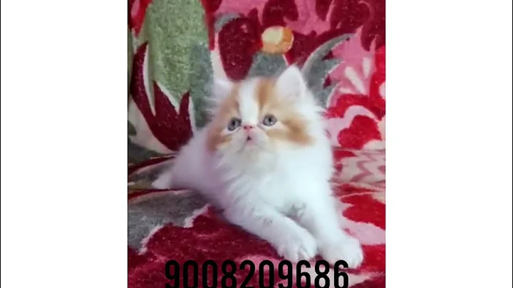 Watch the video about Persian cat kitten s Mysore #persiancats #mysore