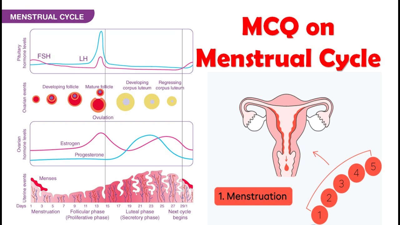 MCQ on Menstrual Cycle | Female Reproductive System | Human Anatomy ...
