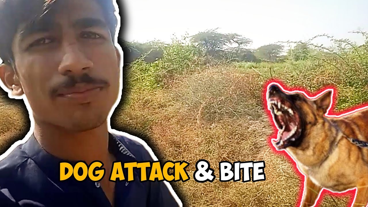 Dog Attack And Bite  ||| Please Support Guys My Youtube Chanal 