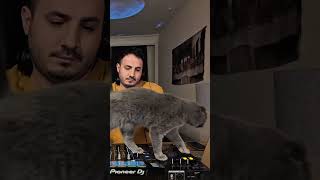 Kedim DJ Setimi Sabote Ediyor 😭🐾 #cat #kedi #catshorts #cat nyx #kitten #scottishfold #funnycats