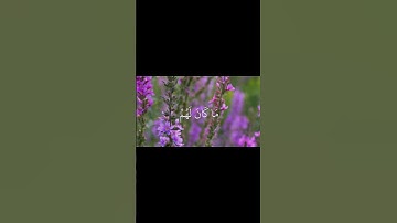 سورة القصص الآية 68