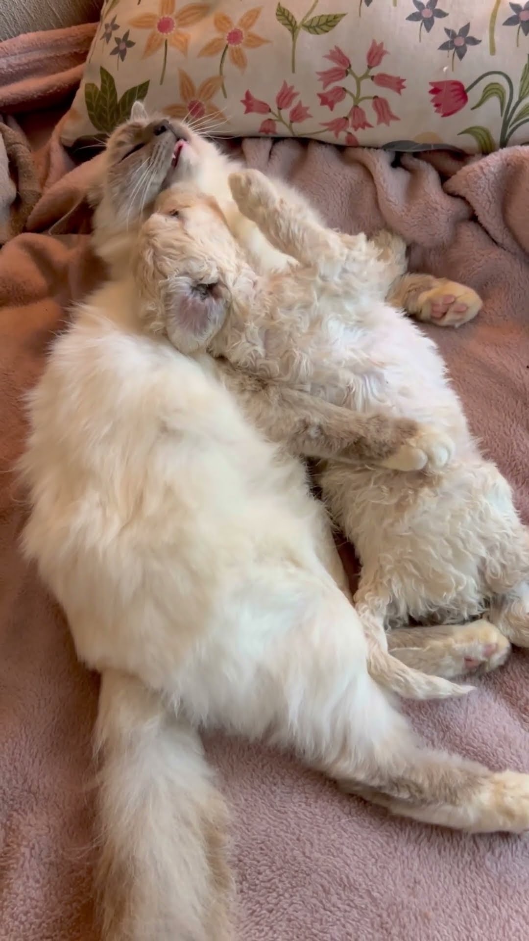Birman Cat Cuddles And Kisses Doodle Puppy || ViralHog