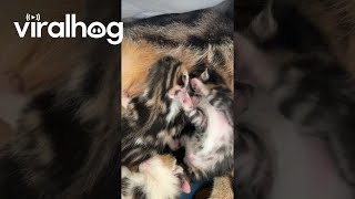 Kittens Fight Over Mom's Milk || ViralHog