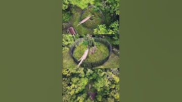 The Senator | 3,500-Year Old National Champion Bald Cypress Tree