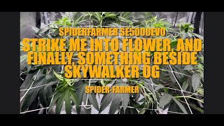 Strike Me Into Flower, FINALLY Something beside Skywalker OG SpiderFarmer SE5000EVO Grow Light
