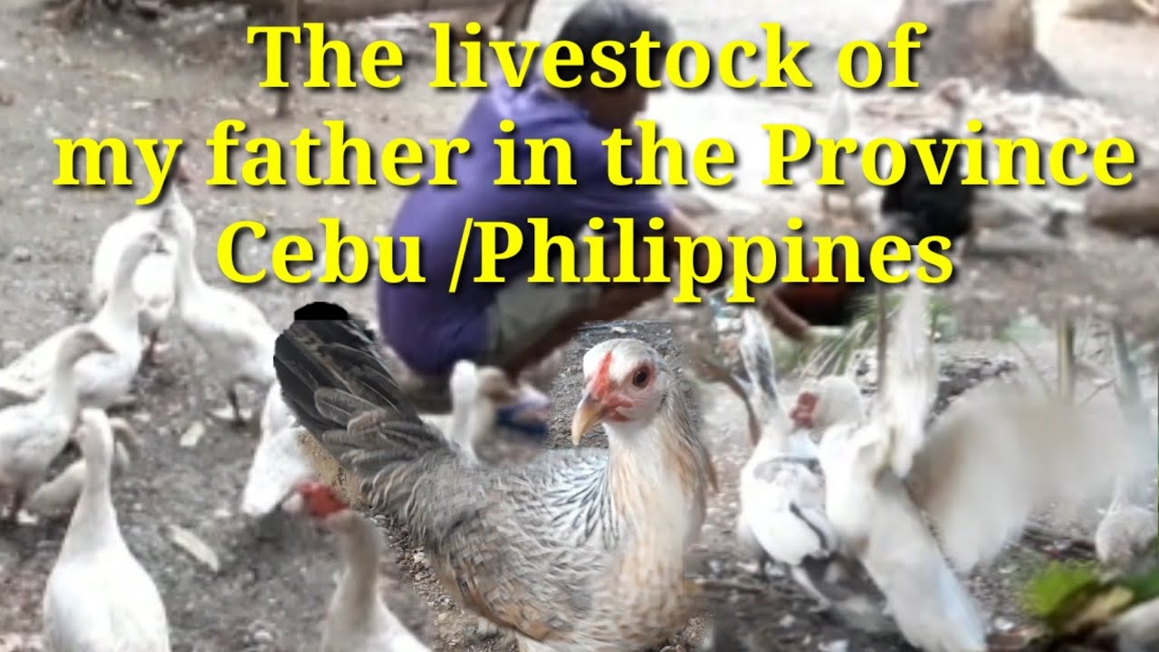 The livestock of my father in the Province Cebu/Philippines