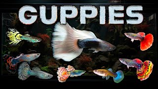 Best Guppies for your Aquarium and Guppy Fish Varieties - Guppy Beginners Welcome!