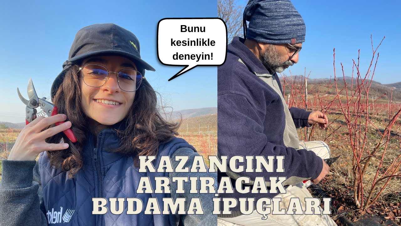 Maviyemiş Üreticiliğinde En Önemli İşlem: BUDAMA  | Bir Fidandan Ne Kadar Ürün Alınır? | VLOG