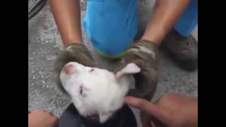 Dog rescue operation by Funny dog videos, from Google and YouTube 333 views 7 years ago 2 minutes, 26 seconds
