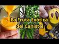 La fruta exótica del Canistel, características, propiedades y cultivo de la 𝑃𝑜𝑢𝑡𝑒𝑟𝑖𝑎 𝑐𝑎𝑚𝑝𝑒𝑐ℎ𝑖𝑎𝑛𝑎