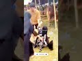 গরুর মজার ভিডিও #funny #viral #comedy