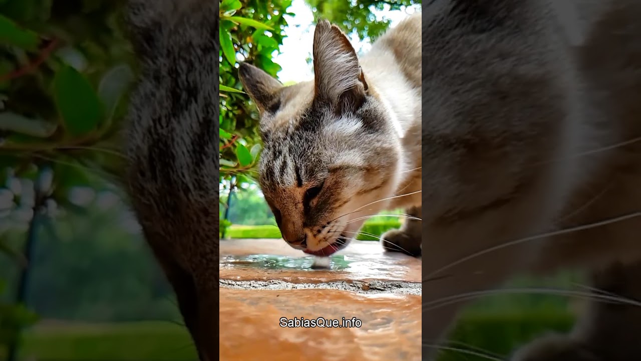 GATOS TOMANDO LECHE y AGUA (cámara lenta) - YouTube