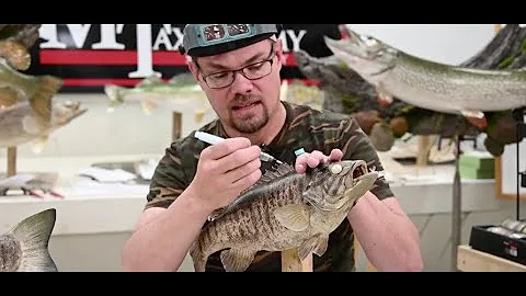 Learn Taxidermy: Part 6 - Recreation of a Higher Q...