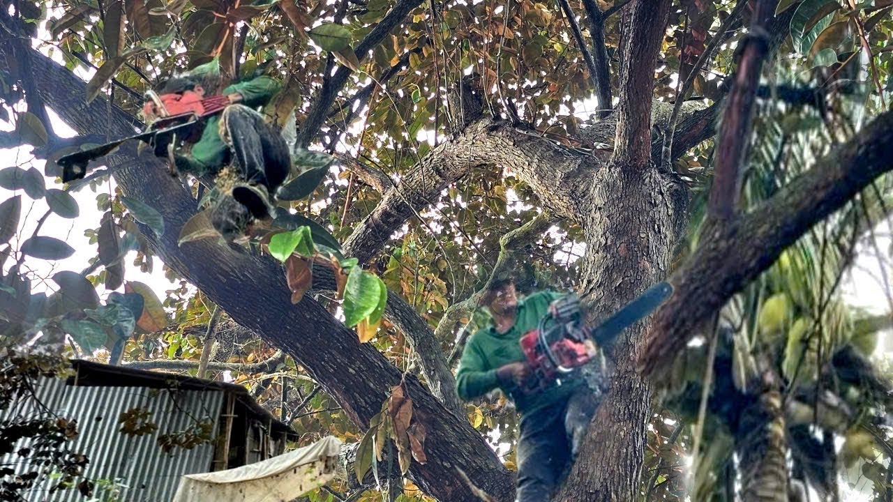Cưa Cây Vú Sữa, Cây Dừa Gần Nhà, Cưa Kỹ Thuật, 374