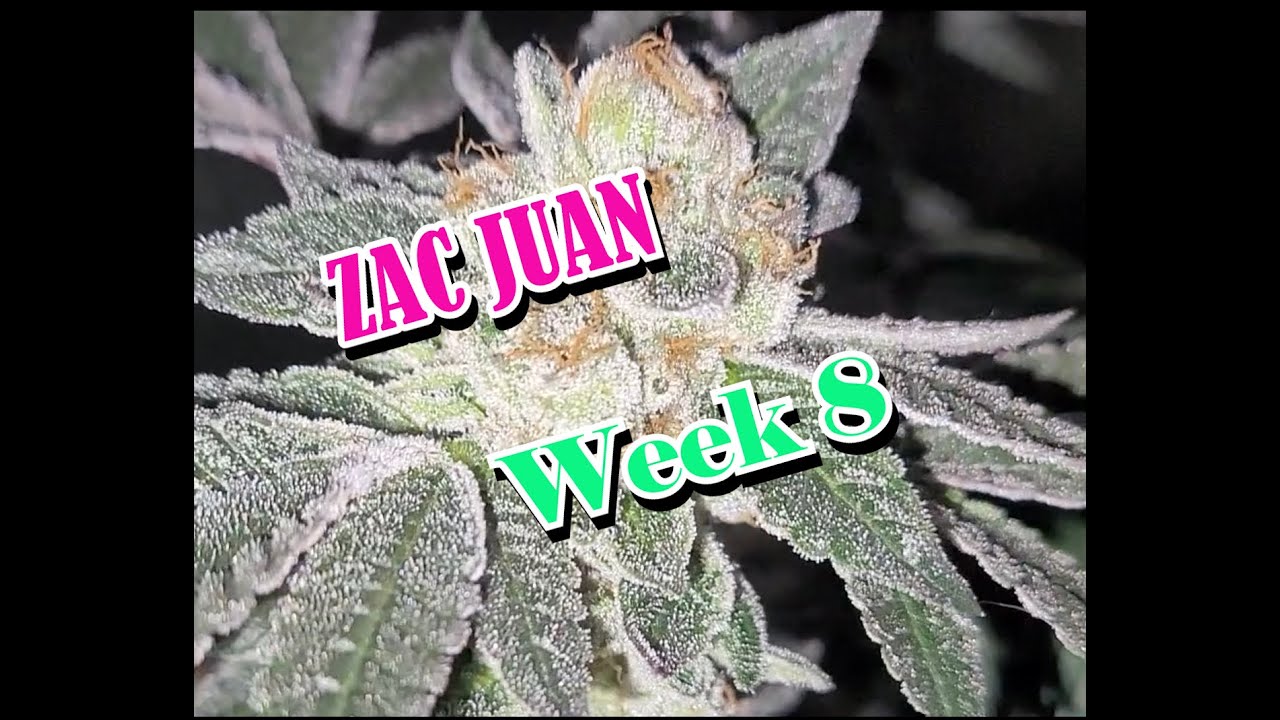 Square 1 Genetics in week 8 under Spider Farmer SF 1000