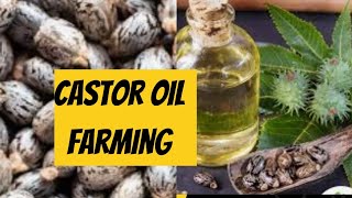 Castor Farming- make money ,oil  ,biodiesel today