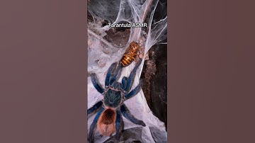 Tarantula ASMR 😋🥵 #asmr #asmrsounds #arachnids #spider #tarantula #spiders #tarantulas #insects