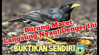 Suara  Burung Jalak Kebo Betina Memanggil jantan| Cocok Untuk Masteran Burung Macet