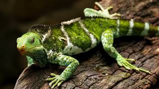 10 Rare Types of Reptiles by Slides TV 109 views 3 weeks ago 4 minutes, 30 seconds