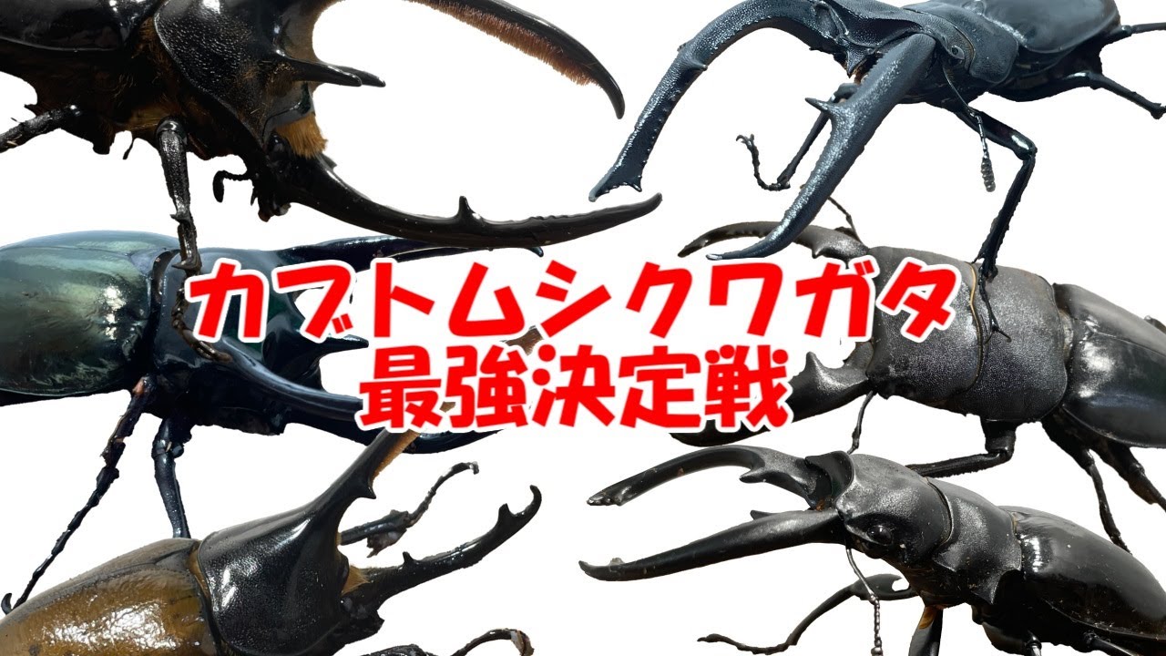 初期 レア 3機〈ネプチューン／カブトムシ／オオクワガタ〉カブトボーグ 2016年WILDから累代継続中!! WF2 ♂♀2021年 12月羽化