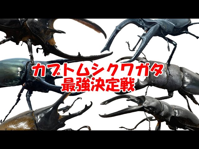 初期 レア 3機〈ネプチューン／カブトムシ／オオクワガタ〉カブトボーグ カブトクワガタ - ネプチューンオオカブト登場! コロコロ限定