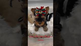 Yorkie At 5 Weeks Old