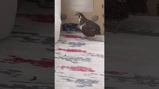 Kafesten Kaçan Iki Kaçak Şfet