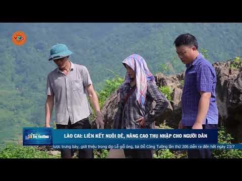 LÀO CAI: LIÊN KẾT NUÔI DÊ, NÂNG CAO THU NHẬP CHO NGƯỜI DÂN | VTV5