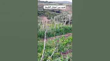 هدوء بين أحضان الطبيعة بقرية الكوف السفلى عليين المضيق 