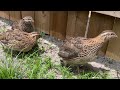 Coturnix Quail ( a lot of eggs, but will eat you out of house and home 🤣 )