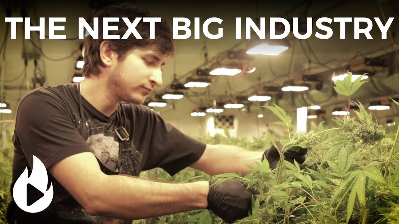 The (Legal) Weed Market, Explained