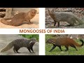 Mongooses of india   mammals  indian animals