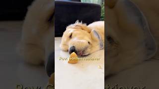 Funny Golden Retriever #dogs #goldenretriever #funnyvideo