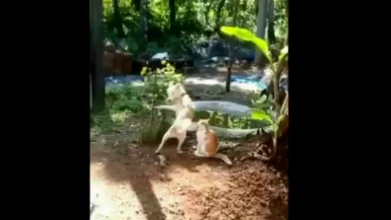 Dog Vs Cat Street Fighter YouTube