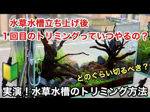 水草水槽立ち上げ後、１回目のトリミング方法「水槽セット後、いつ？どのぐらい切るのか？についてトリミング実演」ＡＤＡネイチャーアクアリウム立ち上げ初心者、水草の切り方、植え方、育て方、水草レイアウト水槽