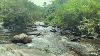 Forest River flowing in Early Morning - Relaxing River Sounds, Nature Sounds for Sleep, Meditation by Nature Sounds 149 views 1 month ago 10 hours