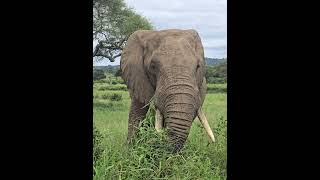 tailoring safari Tanzania il maasai hero tours and safaris ltd #maasaiherosafaris #wildlife