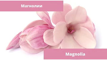 Магнолия. Интересные факты о магнолии.