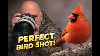 BACKYARD BIRD PHOTOGRAPHY  Waiting 2 Hours… Finally The Cardinal Appeared