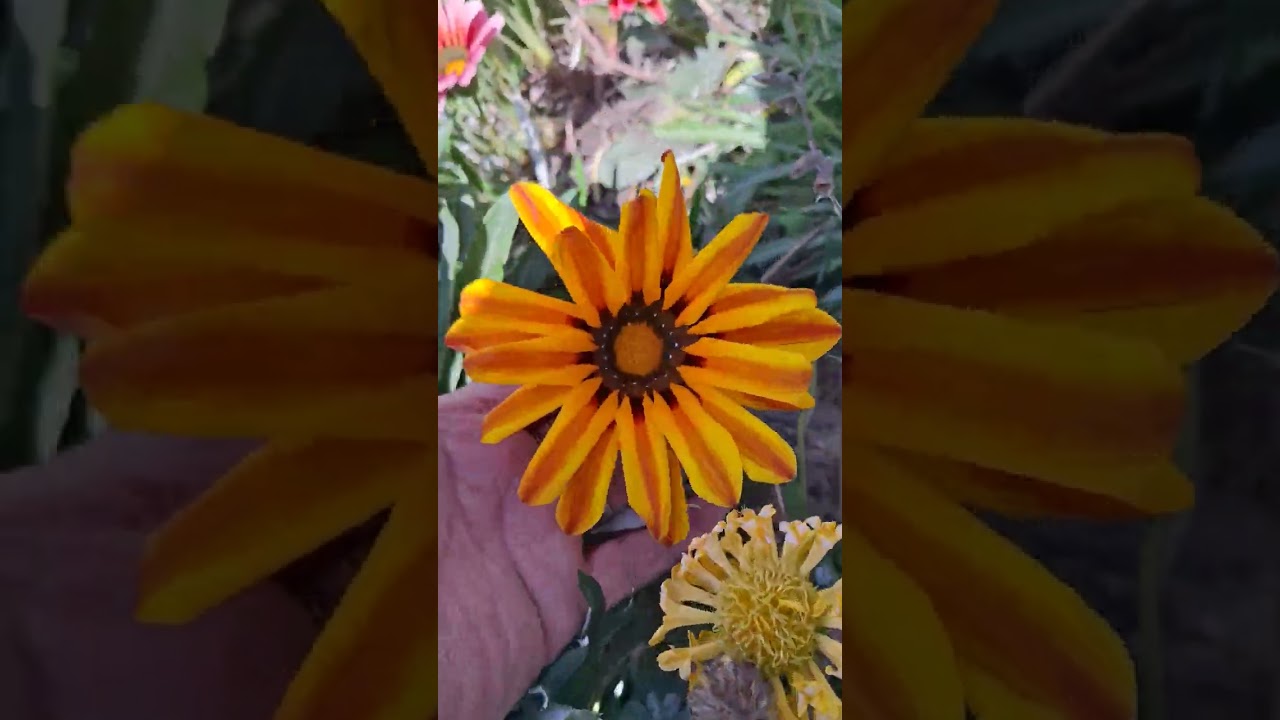 عنبر كشمير وقسم يسمونها عين البقر 