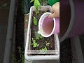 Let&rsquo;s grow Mint during monsoon