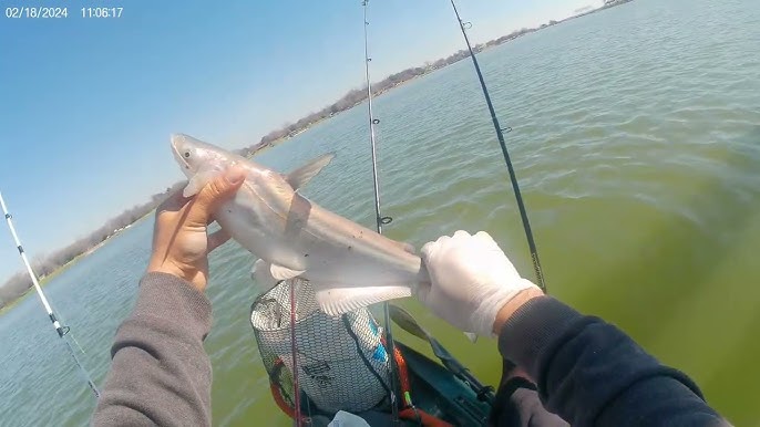 North Texas Stocked Pond Trout 