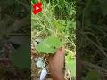 Amazing leave not water  mix  amazing water experiment  shorts awinexperiment experiment