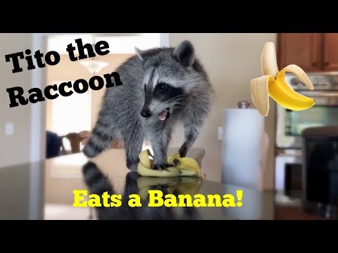 Tito The Raccoon Eats A Banana! - Youtube